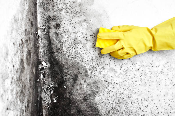 Professional Mold Removal in Westminster, CO