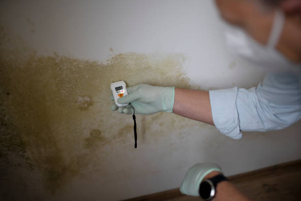 Office Mold Removal Services in Westminster, CO